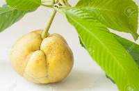 Elephant Apple