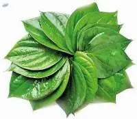 Betel Leaf