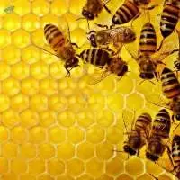 Pure Natural Honey