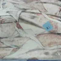 Whole Frozen Semi Squid