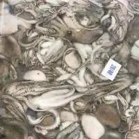 Baby Octopus