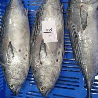 Frozen Bonito Tuna