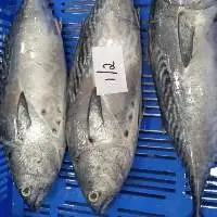 Frozen Bonito Tuna