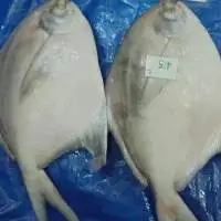Silver Pomfret Fish