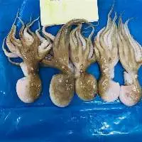 Frozen Baby Octopus