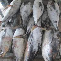 Frozen Yellow Fin Tuna Whole