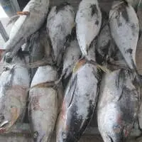 Frozen Yellow Fin Tuna Whole