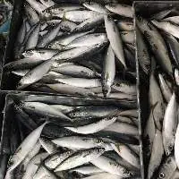 Frozen Pacific Mackerel