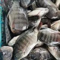 Frozen Tilapia Whole/fillet/gilled Gutter