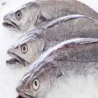 Frozen Hake Gayi