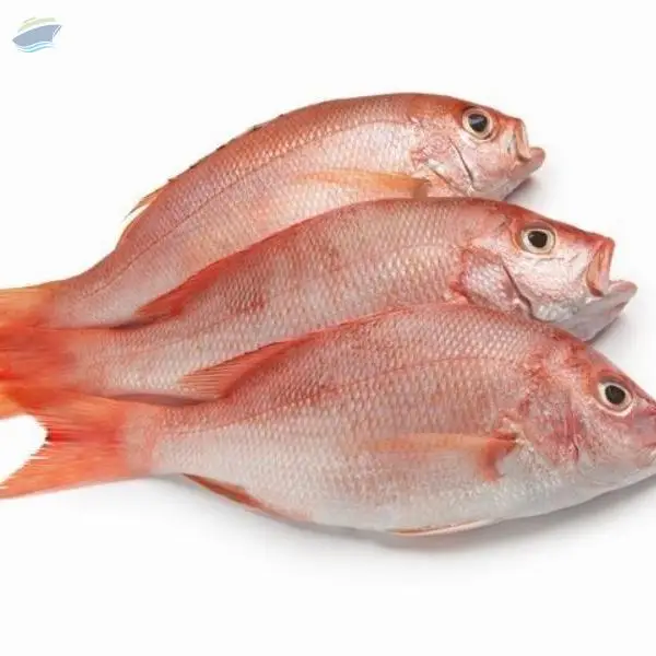 Frozen Red Snapper