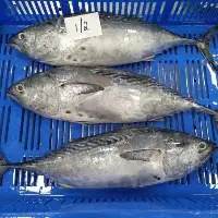 Frozen Bonito Tuna Whole
