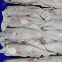 Frozen Loligo Squid