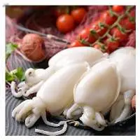 Frozen Baby Cuttlefish