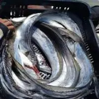 Ribbon Fish