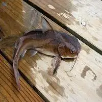 Cat Fish