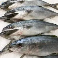 King Fish Gutted