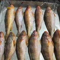 TT Croaker