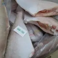 Frozen Leather Jacket Fish HGT