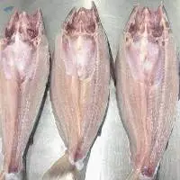 Buy Frozen Pangasius Fillet