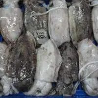 Supply Frozen Cuttlefish Whole Cleaned
