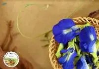 Butterfly Pea Dried