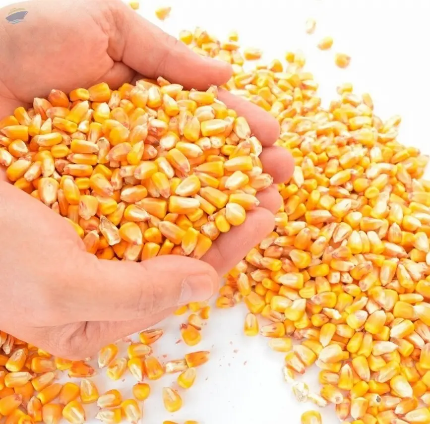 Yellow Corn Maize