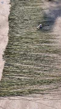 Palm Leaf Stick Raw Material for Broomstick