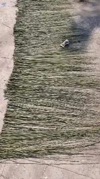 Palm Leaf Stick Raw Material for Broomstick