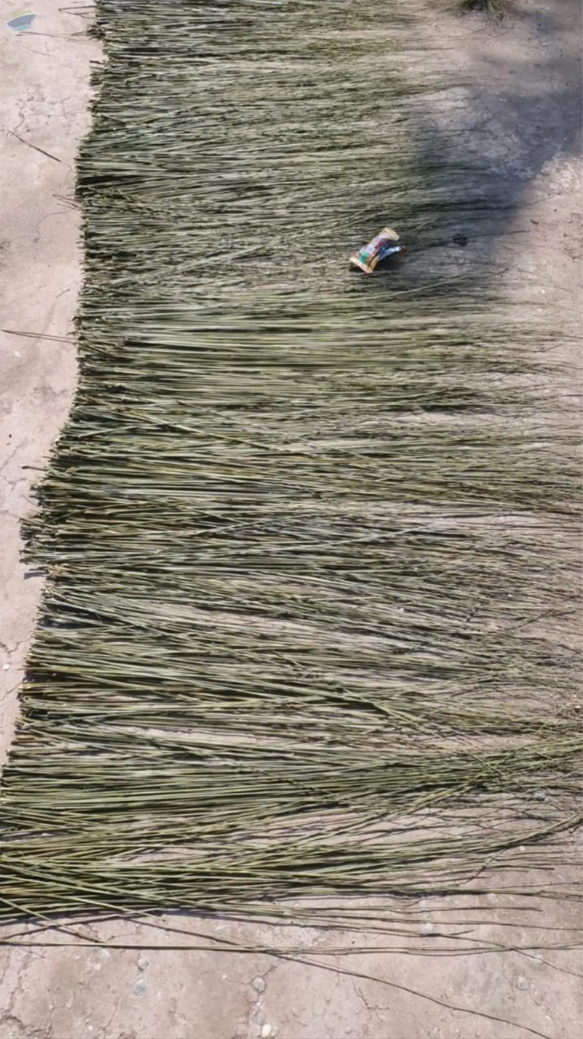 Palm Leaf Stick Raw Material for Broomstick