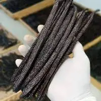 Vanilla Bean