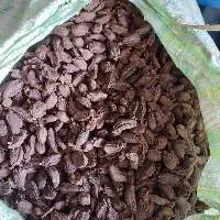 Black Cardamom