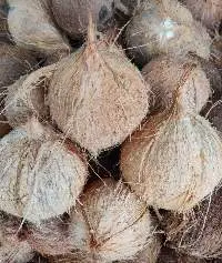 Fresh / Matured Coconut Semi Husk