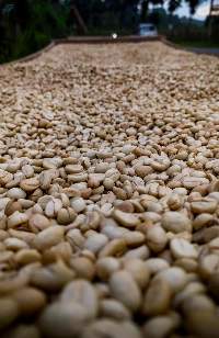 Green Coffee Beans