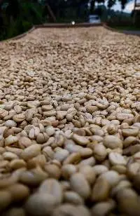 Green Coffee Beans