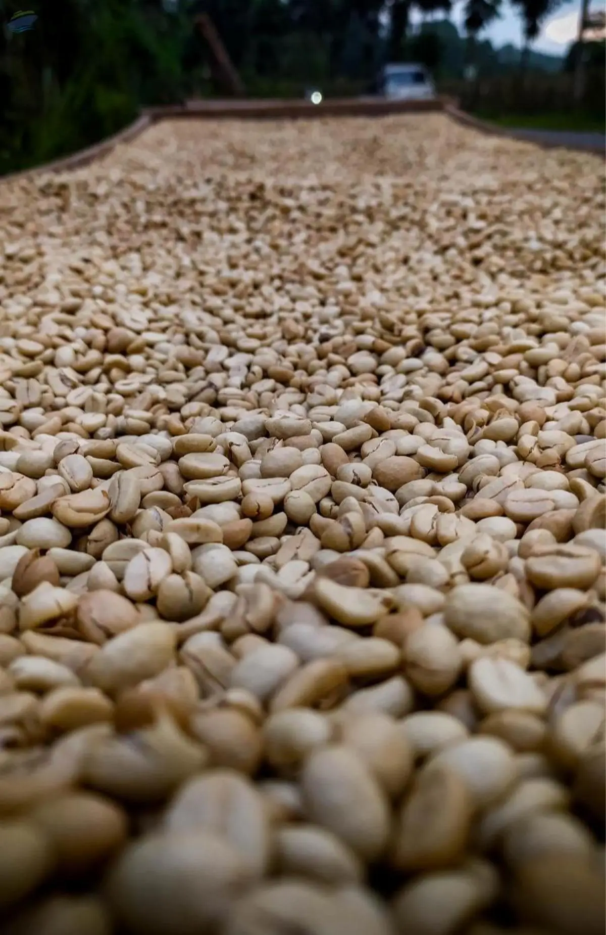 Green Coffee Beans