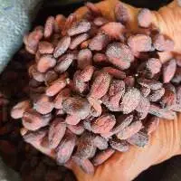 Cacao Beans