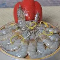 Frozen Shrimps  