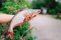 Pangasius