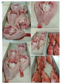 Leopard Grouper (Plectropomus Leopardus) Whole