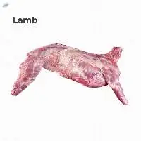 Lamb