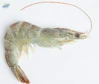 Vannamei Farmed Shrimp (Litopenaeus Vannamei)