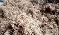 Coconut Fiber
