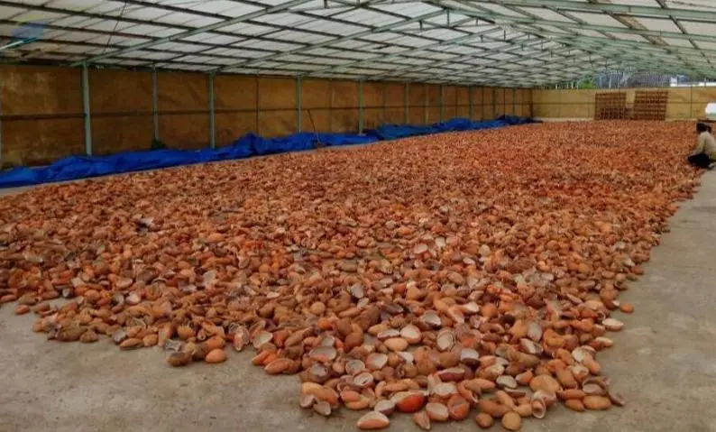 Coconut Copra Edible