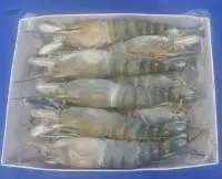Freshwater King Prawn HOSO