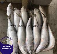 Frozen Pacific Mackerel
