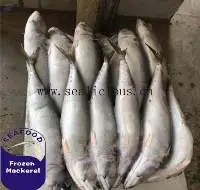 Frozen Pacific Mackerel