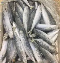High Quatlity Frozen Layang Scad Mackerel