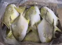 Frozen Golden Pomfret WR (Trachinotus Blochii),