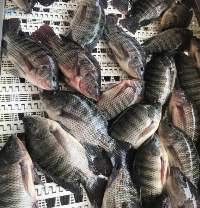 Frozen Tilapia Whole Round